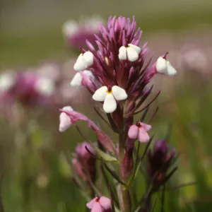 Castilleja densiflora