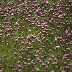 Castilleja exserta