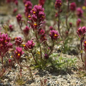 Castilleja exserta ssp. venusta