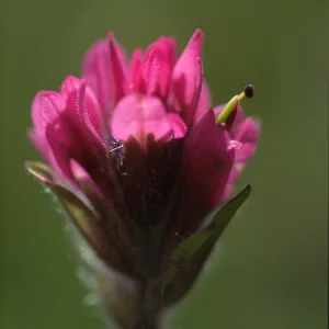 Castilleja lemmonii