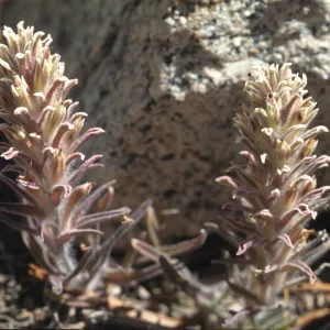 Castilleja nana