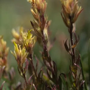 Castilleja peirsonii
