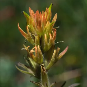 Castilleja