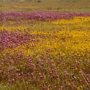 Castilleja, Lasthenia