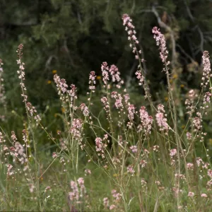 Caulanthus anceps