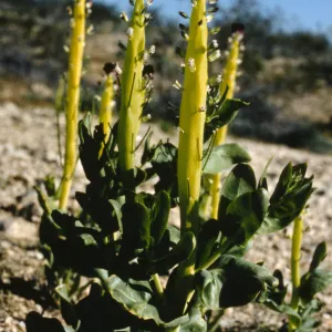 Caulanthus inflatus