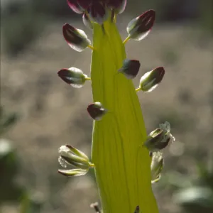Caulanthus inflatus