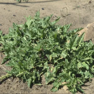 Chenopodium californicum