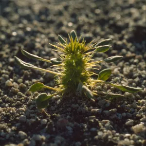 Chorizanthe rigida