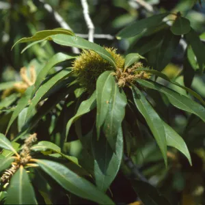 Chrysolepis