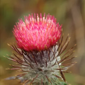 Cirsium occidentale