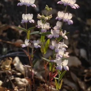 Collinsia heterophylla