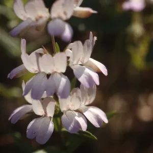 Collinsia heterophylla