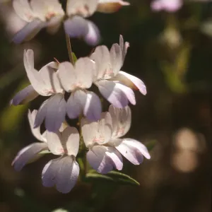 Collinsia heterophylla