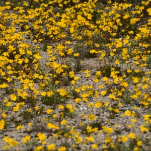 Coreopsis