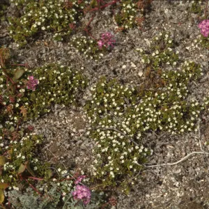 Cryptantha traskiae