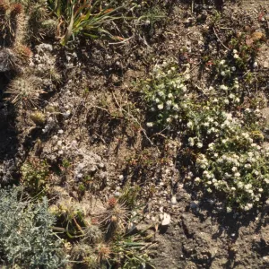 Cryptantha traskiae
