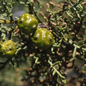 Cupressus sargentii