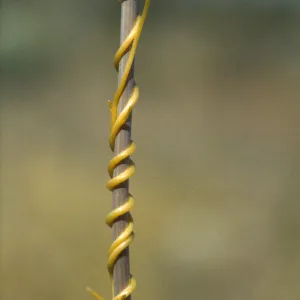 cuscuta on Plantago