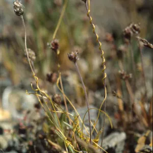 cuscuta on Plantago