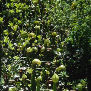 Darlingtonia