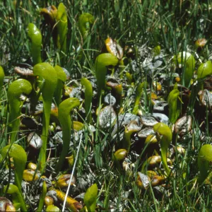 Darlingtonia