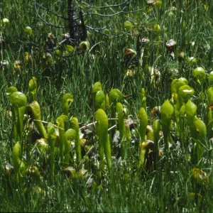 Darlingtonia