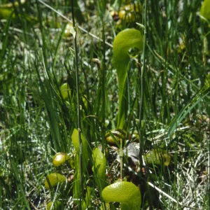 Darlingtonia