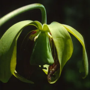 Darlingtonia