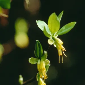 Dirca occidentalis