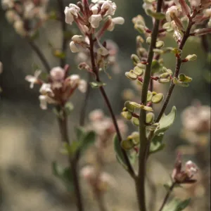 Dithyrea californica