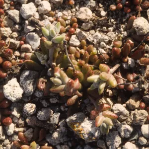 Dudleya blochmaniae ssp. insularis