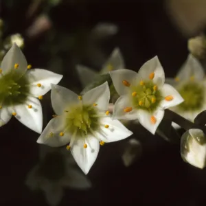 Dudleya nesiotica
