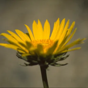 Enceliopsis argophylla