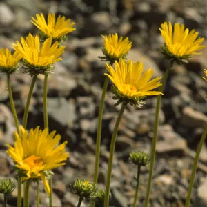 Enceliopsis argophylla