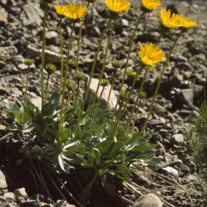 Enceliopsis argophylla