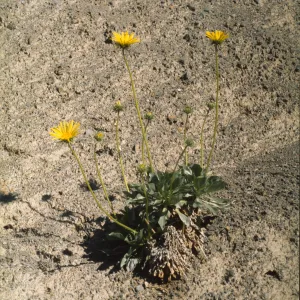 Enceliopsis argophylla