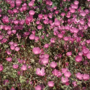 Eremalche parryi ssp. parryi