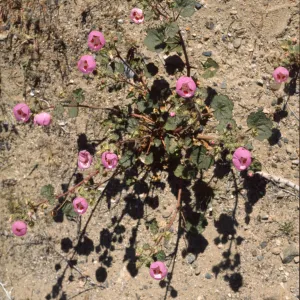 Eremalche rotundifolia