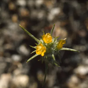 Eriastrum luteum