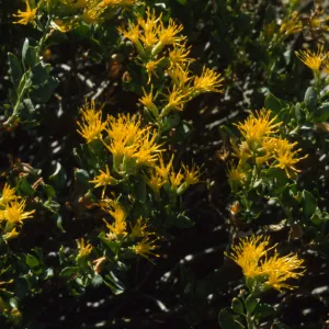 Ericameria cuneata