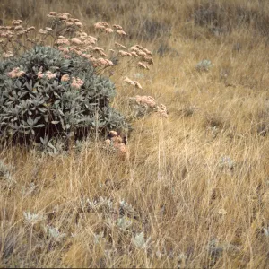 Eriogonum giganteum