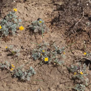 Eschscholzia ramosa