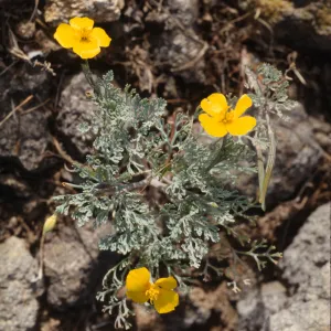 Eschscholzia ramosa
