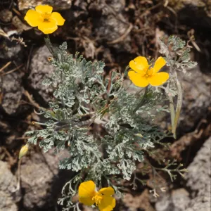 Eschscholzia ramosa