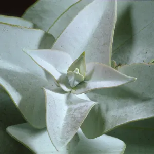 Eucalyptus