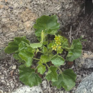 Eucnide rupestris