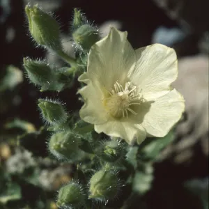 Eucnide urens