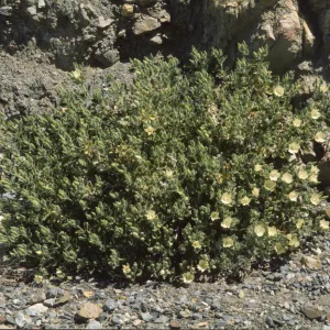 Eucnide urens