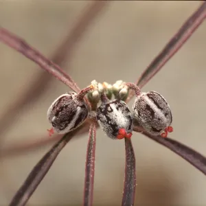 Euphorbia eriantha